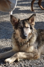 LUPO, Hund, Altdeutscher Schäferhund in Italien - Bild 1