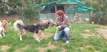 LUPO, Hund, Altdeutscher Schäferhund in Italien - Bild 5