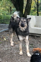 LUPO, Hund, Altdeutscher Schäferhund in Italien - Bild 6