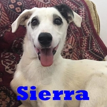 SIERRA, Hund, Mischlingshund in Rumänien - Bild 1