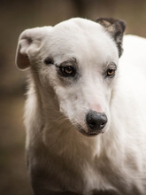SIERRA, Hund, Mischlingshund in Rumänien - Bild 2
