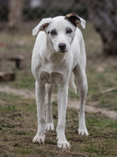 SIERRA, Hund, Mischlingshund in Rumänien - Bild 3