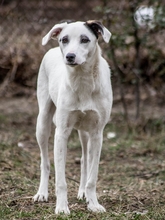 SIERRA, Hund, Mischlingshund in Rumänien - Bild 4