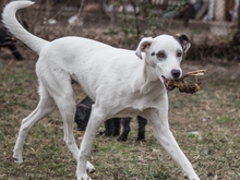 SIERRA, Hund, Mischlingshund in Rumänien - Bild 5