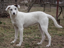SIERRA, Hund, Mischlingshund in Rumänien - Bild 6