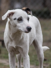 SIERRA, Hund, Mischlingshund in Rumänien - Bild 7