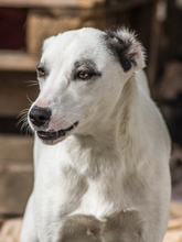 SIERRA, Hund, Mischlingshund in Rumänien - Bild 8