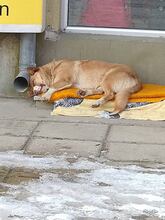 PAPI, Hund, Welsh Corgi Cardigan in Bulgarien - Bild 2