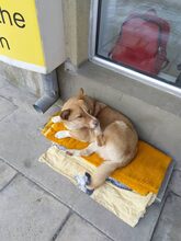 PAPI, Hund, Welsh Corgi Cardigan in Bulgarien - Bild 3