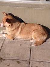 PAPI, Hund, Welsh Corgi Cardigan in Bulgarien - Bild 4