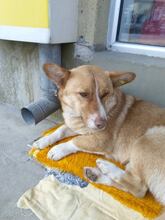 PAPI, Hund, Welsh Corgi Cardigan in Bulgarien - Bild 6