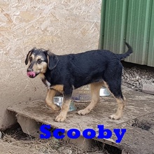 SCOOBY, Hund, Mischlingshund in Rumänien - Bild 1