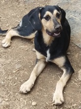 SCOOBY, Hund, Mischlingshund in Rumänien - Bild 4