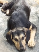 SCOOBY, Hund, Mischlingshund in Rumänien - Bild 5
