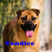 CANDICE, Hund, Mischlingshund in Rumänien - Bild 1