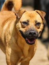 CANDICE, Hund, Mischlingshund in Rumänien - Bild 2
