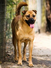CANDICE, Hund, Mischlingshund in Rumänien - Bild 3