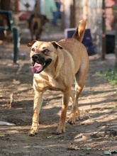 CANDICE, Hund, Mischlingshund in Rumänien - Bild 4