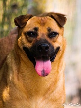 CANDICE, Hund, Mischlingshund in Rumänien - Bild 5