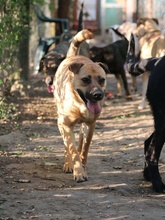 CANDICE, Hund, Mischlingshund in Rumänien - Bild 7