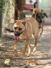 CANDICE, Hund, Mischlingshund in Rumänien - Bild 8