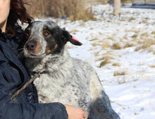 LEA, Hund, Mischlingshund in Bulgarien - Bild 2