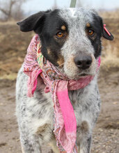 LEA, Hund, Mischlingshund in Bulgarien - Bild 5