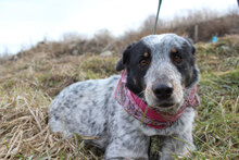 LEA, Hund, Mischlingshund in Bulgarien - Bild 6