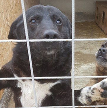 LUCIAN, Hund, Mischlingshund in Rumänien - Bild 1