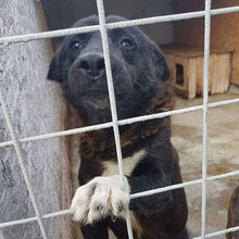 LUCIAN, Hund, Mischlingshund in Rumänien - Bild 2
