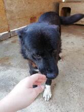 LUCIAN, Hund, Mischlingshund in Rumänien - Bild 7
