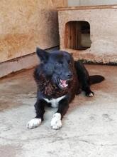 LUCIAN, Hund, Mischlingshund in Rumänien - Bild 8