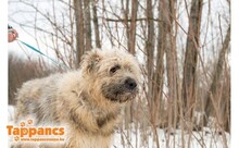 BUCKO, Hund, Mischlingshund in Ungarn - Bild 1