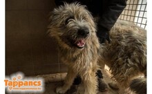BUCKO, Hund, Mischlingshund in Ungarn - Bild 4
