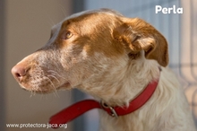 PERLA, Hund, Podengo in Spanien - Bild 1