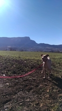 PERLA, Hund, Podengo in Spanien - Bild 4