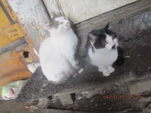 ARIANE, Katze, Hauskatze in Rumänien - Bild 11