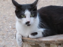ARIANE, Katze, Hauskatze in Rumänien - Bild 19