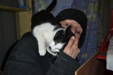 ARIANE, Katze, Hauskatze in Rumänien - Bild 20