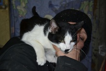 ARIANE, Katze, Hauskatze in Rumänien - Bild 21