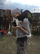 ARIANE, Katze, Hauskatze in Rumänien - Bild 25