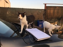 ARIANE, Katze, Hauskatze in Rumänien - Bild 27