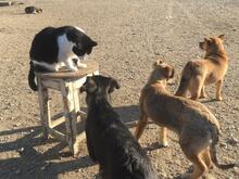ARIANE, Katze, Hauskatze in Rumänien - Bild 41