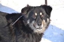 DEVLIN, Hund, Mischlingshund in Rumänien - Bild 1