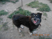 DEVLIN, Hund, Mischlingshund in Rumänien - Bild 11