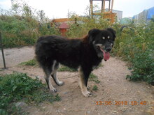 DEVLIN, Hund, Mischlingshund in Rumänien - Bild 12