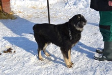 DEVLIN, Hund, Mischlingshund in Rumänien - Bild 13