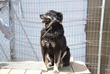 DEVLIN, Hund, Mischlingshund in Rumänien - Bild 16