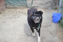 DEVLIN, Hund, Mischlingshund in Rumänien - Bild 17