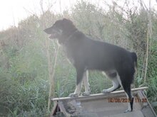 DEVLIN, Hund, Mischlingshund in Rumänien - Bild 2
